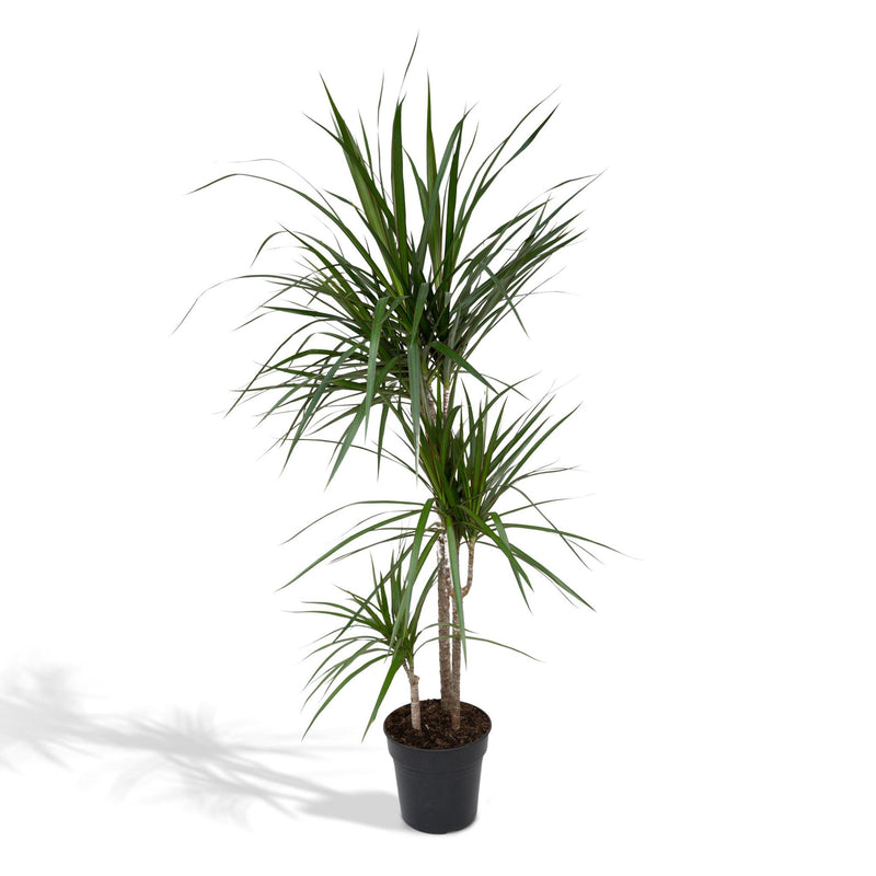 Dracaena Marginata - Drakenboom - 115cm - Ø21