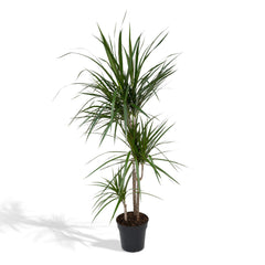 Dracaena Marginata - Drakenboom - 115cm - Ø21