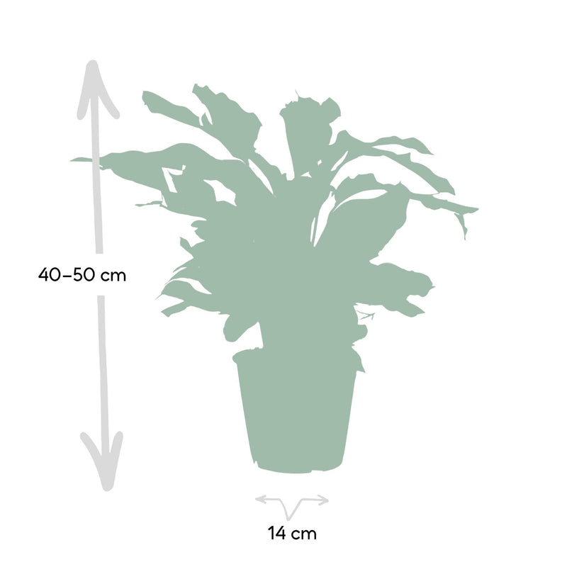 Calathea White Fusion - Pauwenplant - Ø14cm - ↕40cm