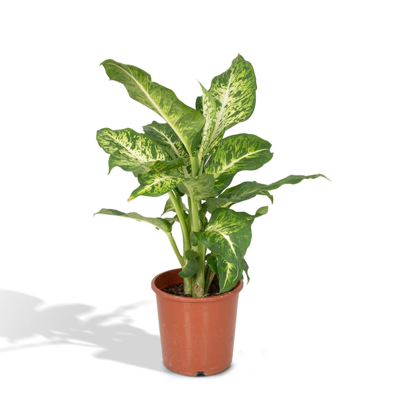 Dieffenbachia Mars - Dief van Bagdad - Ø17cm - ↕50cm