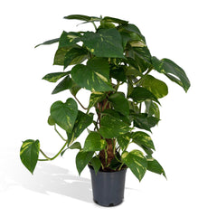 Epipremnum Aureum Mosstok - Drakenklimop - ø15cm - ↕60cm