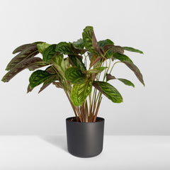 Calathea Flamestar - Ø19cm - ↕75cm