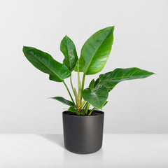Philodendron Imperial Green -  - 65cm - Ø19