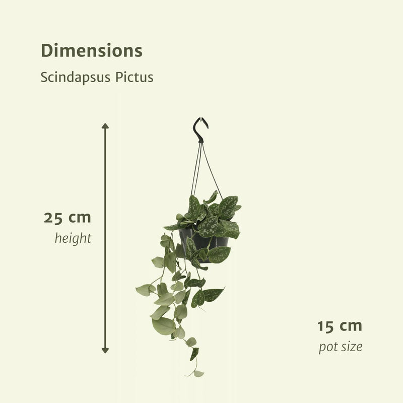 2x Scindapsus Pictus - Epipremnum - 20cm - ø15