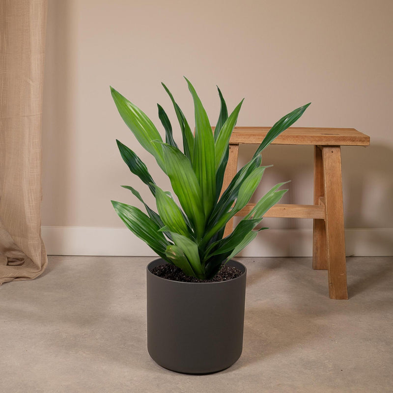 Dracaena Fragrans Groen - Drakenboom - Ø17cm - ↕40cm