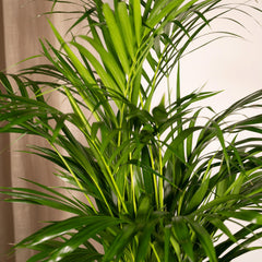 Areca palm - Ø19cm - ↨85cm