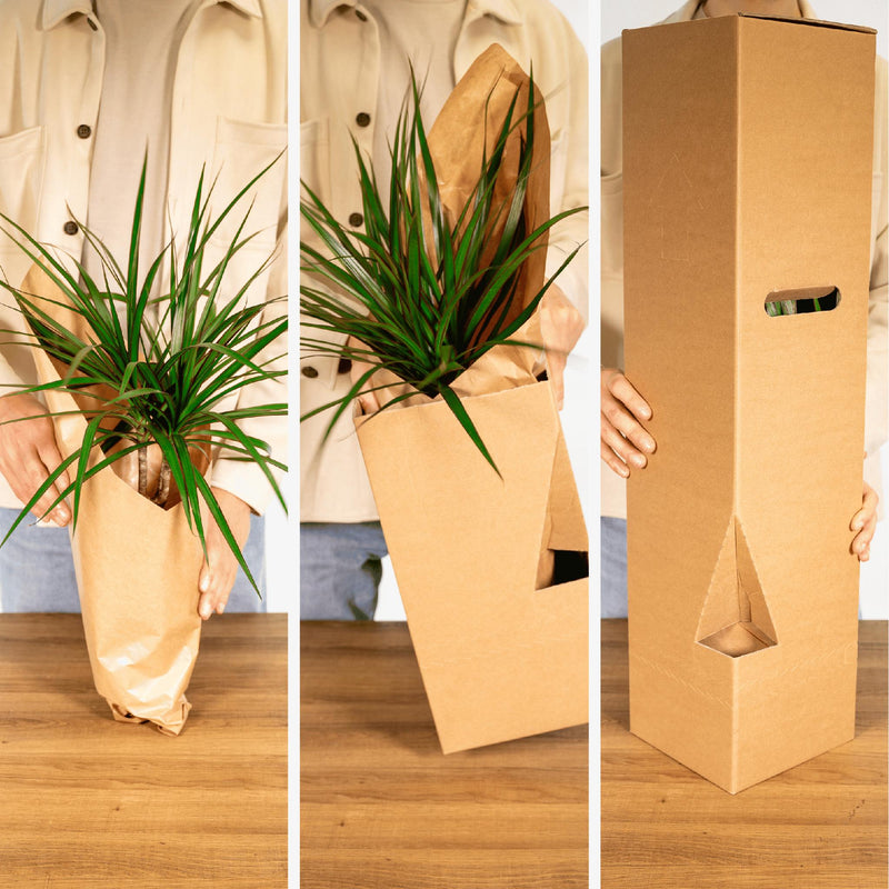 Verrassingsbox - 5 diverse kamerplanten - ø12cm - ↕10-25 cm