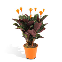 Calathea Crocata - Pauwenplant - ø14cm - ↕40cm