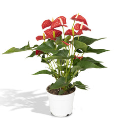 Anthurium Red - Flamingoplant - Ø17cm - ↕55cm