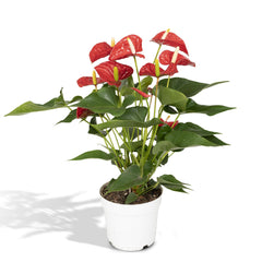 Anthurium Red - Flamingoplant - 55cm - Ø17