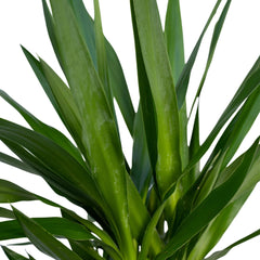 Yucca Elephantipes - Palmlelie - 100cm - Ø21