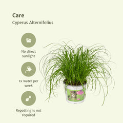 4x Cyperus Alternifolius  - Kattengras - 20cm - ø12