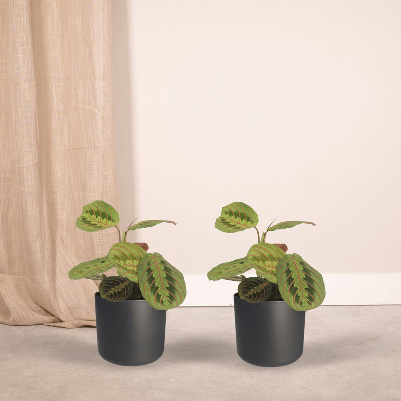 2x Maranta Fascinator  - Pijlwortel - 20cm - ø12
