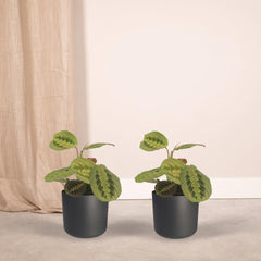 2x Maranta Fascinator  - Pijlwortel - 20cm - ø12