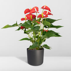 Anthurium Red - Flamingoplant - Ø17cm - ↕55cm