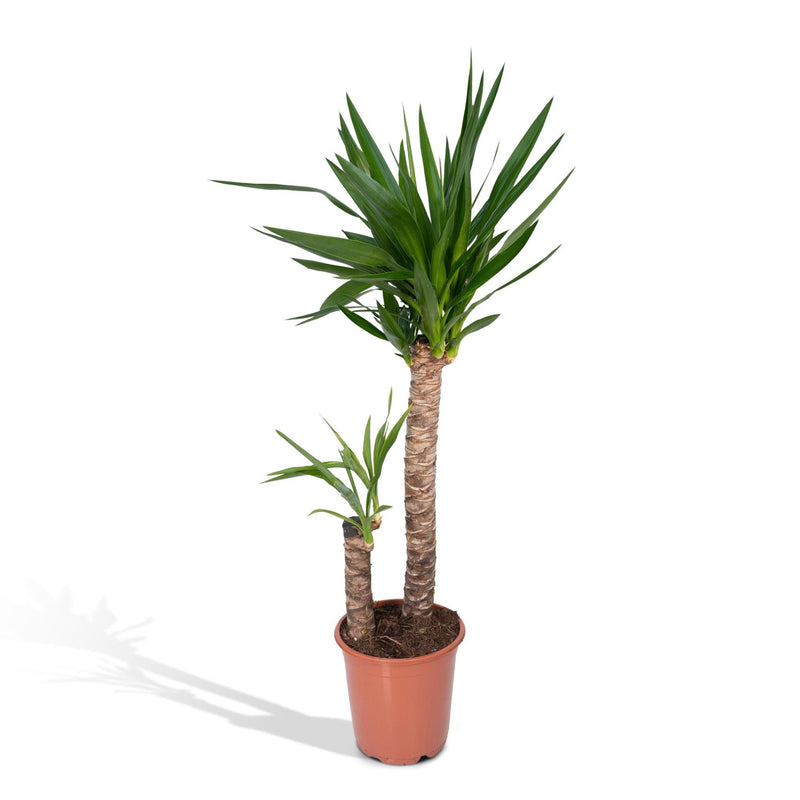 Yucca Elephantipes - Palmlelie - 100cm - Ø21