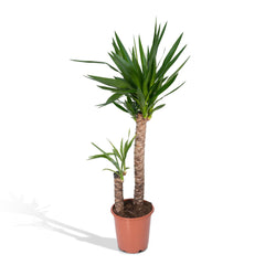 Yucca Elephantipes - Palmlelie - 100cm - Ø21