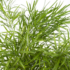 Asparagus Falcatus - Sierasperge - Ø17cm - ↕55cm