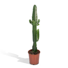 Euphorbia Acrurensis - Cactus - 50cm - Ø17
