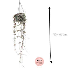 Ceropegia Woodii - Ø14cm - ↕50cm