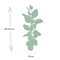 Ficus Altissima - Rubberplant - Ø21cm - ↕85cm