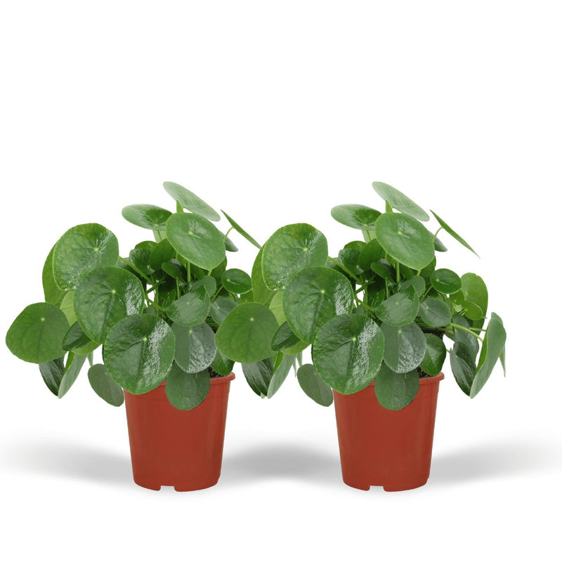 2x Pilea Peperomiodes - Pannekoekenplant - 25cm - ø15