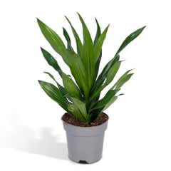 Dracaena Fragrans Groen - Drakenboom - Ø17cm - ↕40cm