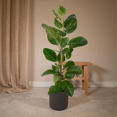 Ficus Altissima - Rubberplant - Ø21cm - ↕85cm