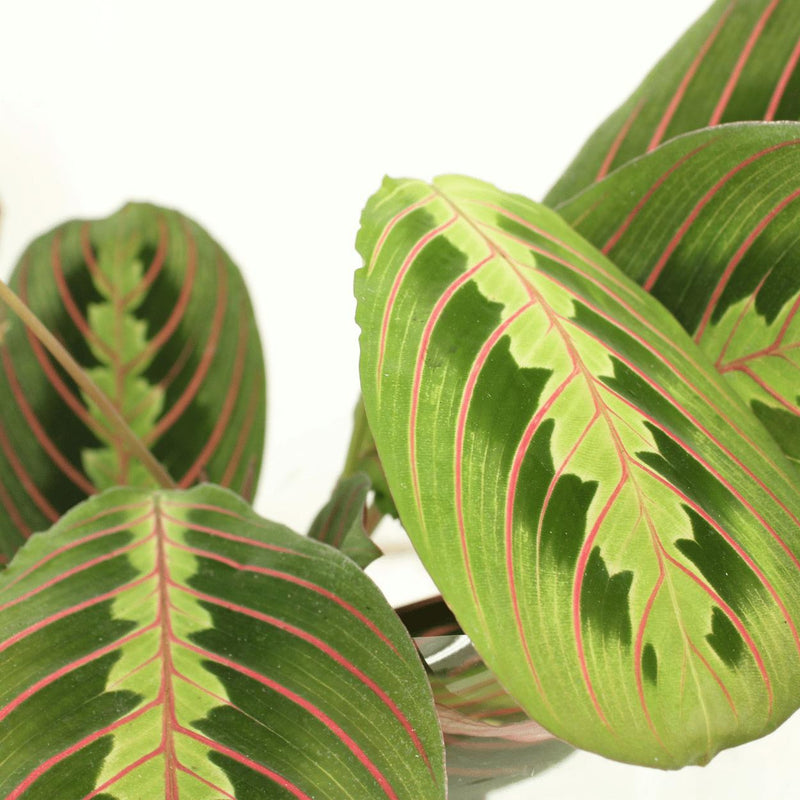 2x Maranta Fascinator  - Pijlwortel - 20cm - ø12
