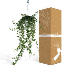 Hedera Wonder Green Hang - Klimop - Ø17cm - ↕70cm