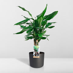 Dracaena Fagrans Steudneri Green - ↨55cm - Ø17cm