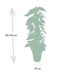 Epipremnum Aureum - Scindapsus - Ø19cm - ↕80cm