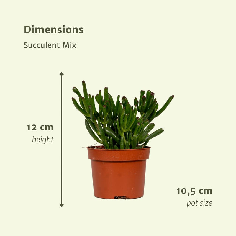 Succulenten Mix - 6 stuks - ø10,5cm - ↕12cm