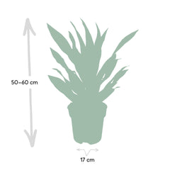 Dracaena Fragrans Groen - Drakenboom - Ø17cm - ↕40cm