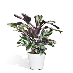 Calathea White Fusion - Pauwenplant - Ø14cm - ↕40cm