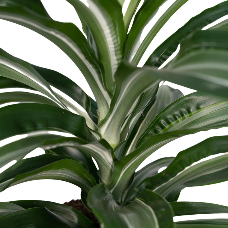 Dracaena Fragrans Wit Bont - Drakenboom - Ø17cm - ↕50cm