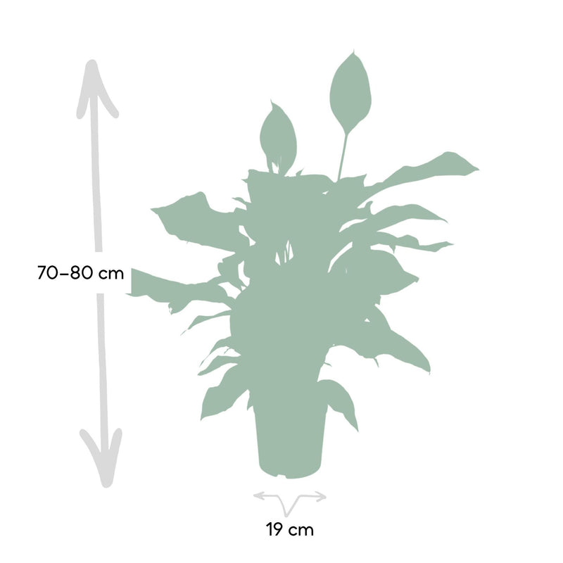 Spathiphyllum - Lepelplant - ø19cm - ↕80cm