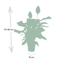 Spathiphyllum - Lepelplant - ø19cm - ↕80cm