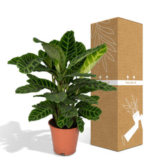 Calathea Zebrina - Ø19cm - ↕80cm