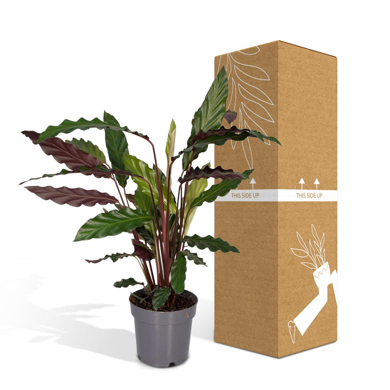 Calathea Rufibarba - Pauwenplant - Ø14cm - ↕50cm