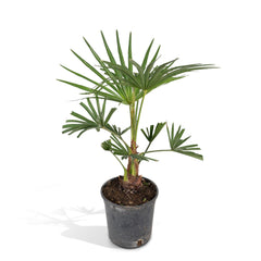 Trachycarpus fortunei - 45cm - Ø15