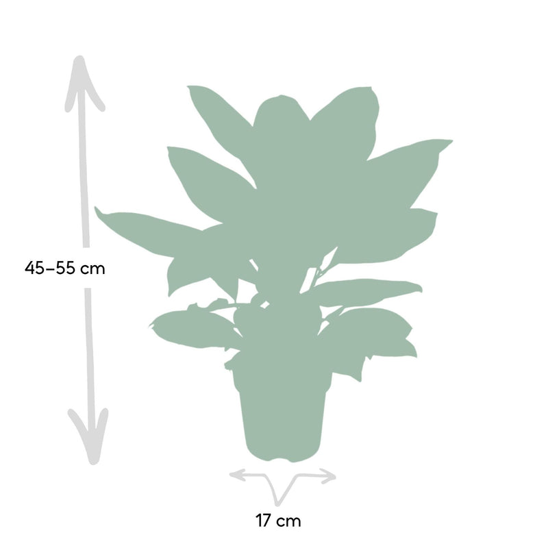 Codiaeum Petra - Ø17cm - ↕45cm