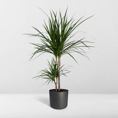 Dracaena Marginata - Drakenboom - Ø17cm - ↕70cm