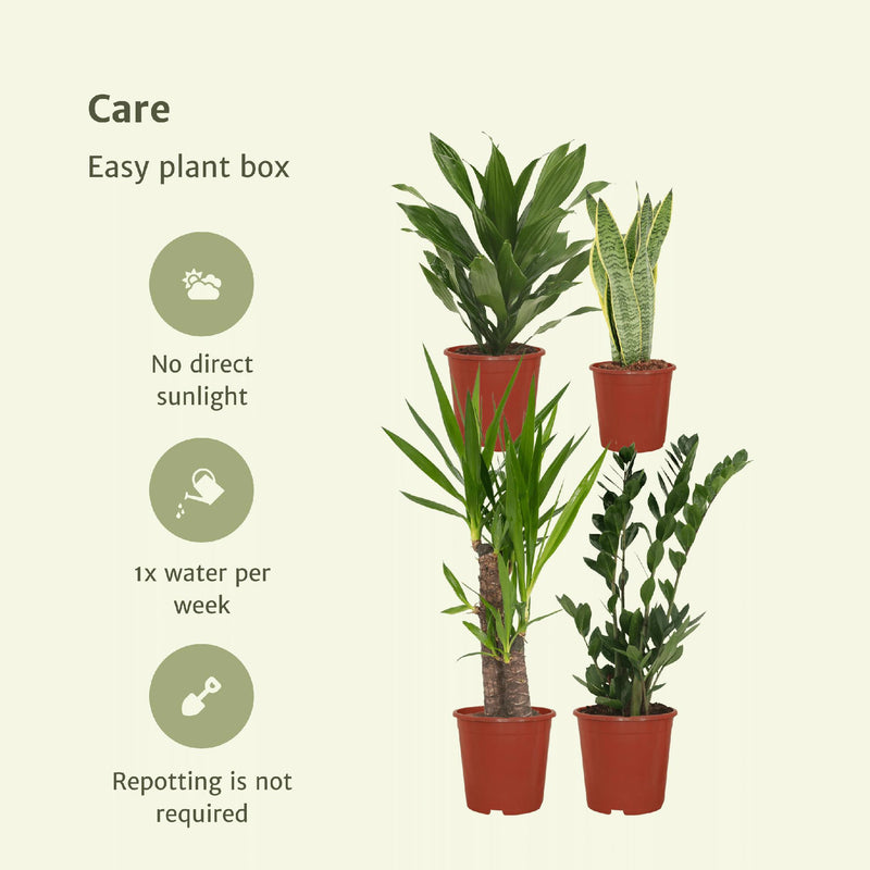 Makkelijke plantenbox - 4 kamerplanten - Diverse hoogtes - Ø14-Ø17
