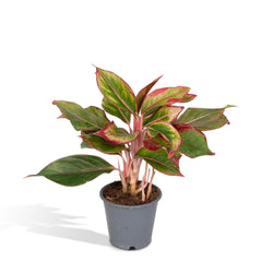 Aglaonema Crete - ø12cm - ↕30cm