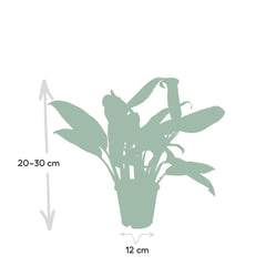 Aglaonema Christina - ø12cm - ↕30cm