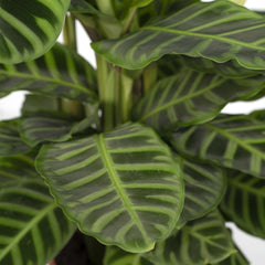 Calathea Zebrina - Ø19cm - ↕80cm