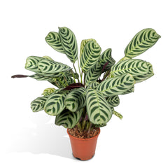 Ctenanthe Amabilis - 25cm - Ø14