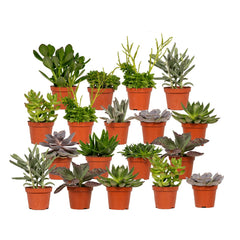 Everspring - Succulenten Mix - 18 stuks - 10 cm - ø8,5