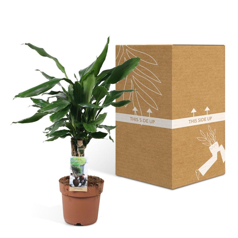 Dracaena Fagrans Steudneri Green - ↨55cm - Ø17cm